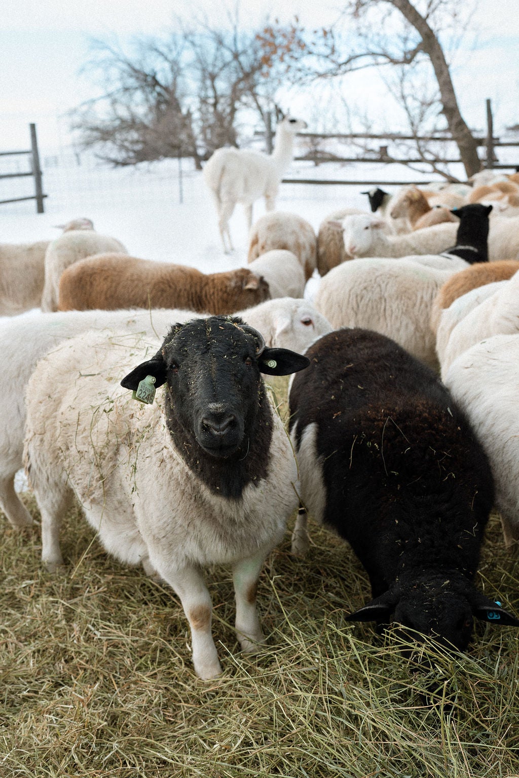 Grass-Fed Lamb Cuts — GUTIERREZ FAMILY FARMS Home